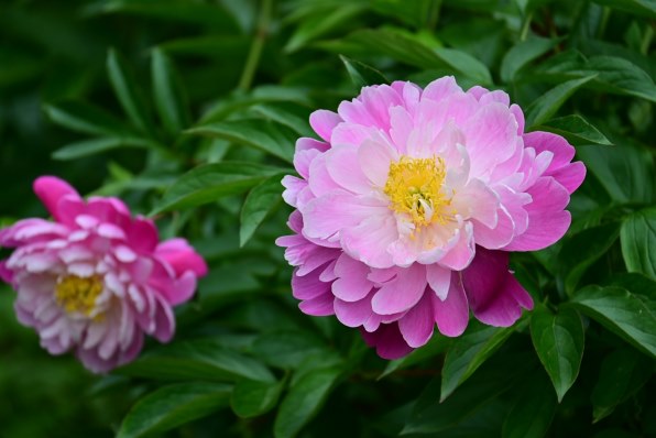 ご検討用 ニコン NIKKOR Z DX 50-250mm f/4.5-6.3 VRで撮影された写真 - 価格.com
