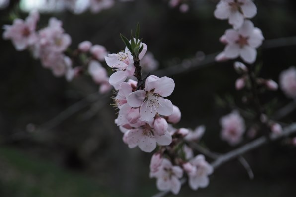 シグマ SD1 Merrill 17-50mm F2.8 EX DC OS HSM レンズキットで撮影