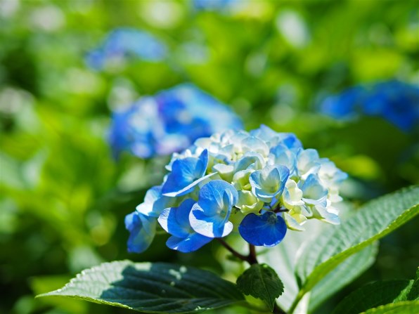 パナソニック LEICA DG SUMMILUX 25mm/F1.4 II ASPH. H-XA025で撮影