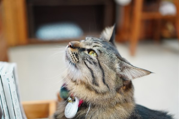 SONY E 35mm F1.8 OSS SEL35F18で撮影された写真 - 価格.com