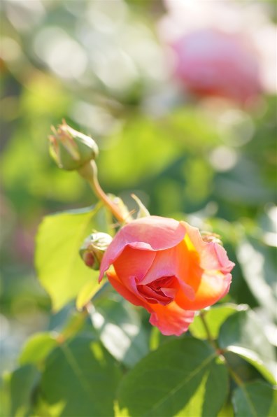 SONY 100mm F2.8 Macro SAL100M28で撮影された写真 (掲示板) - 価格.com
