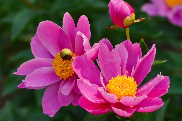 SONY FE 70-200mm F4 Macro G OSS II SEL70200G2で撮影された写真
