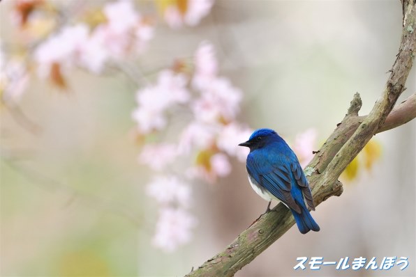 デジタル一眼カメラなんでも掲示板のクチコミ - 価格.com