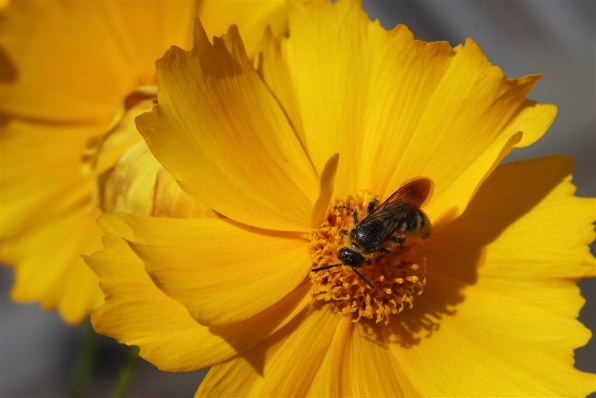 CANON EF100mm F2.8 マクロ USMで撮影された写真 - 価格.com