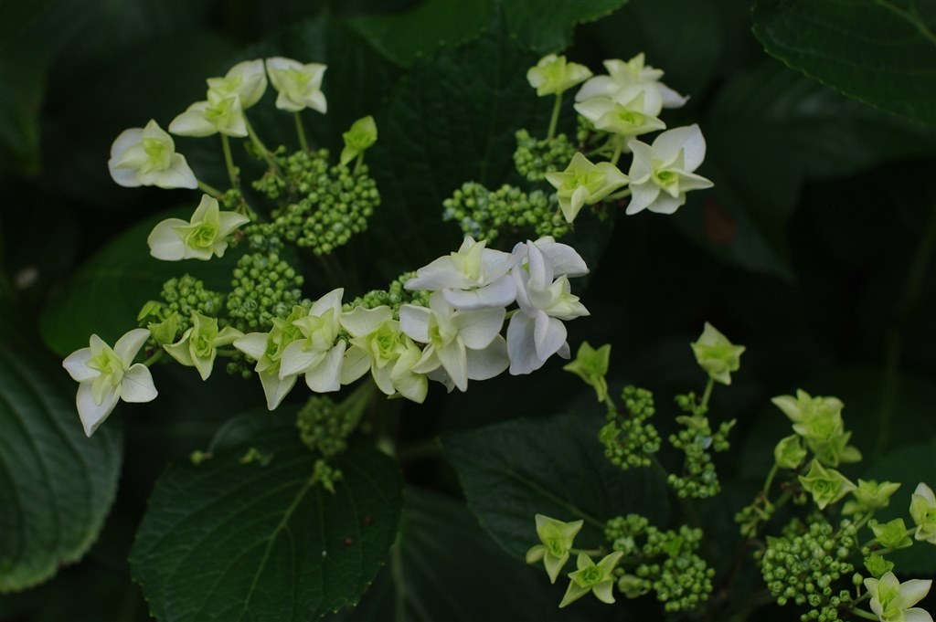 2026年の紫陽花もPENTAXで撮り続けましょう』 クチコミ掲示板 - 価格.com