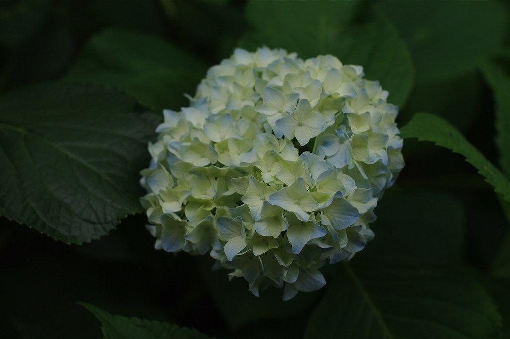 2026年の紫陽花もPENTAXで撮り続けましょう』 クチコミ掲示板 - 価格.com