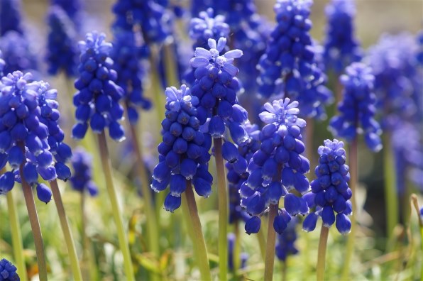 コニカ ミノルタ AF MACRO 100mm F2.8 Newで撮影された写真 - 価格.com
