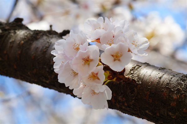 コニカ ミノルタ AF MACRO 100mm F2.8 Newで撮影された写真 - 価格.com