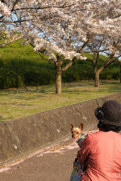 富士フイルム FUJIFILM X-T30 18-55mmレンズキット [シルバー]で撮影