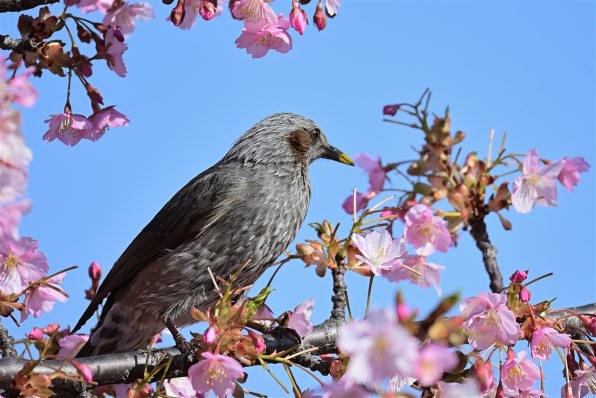 ニコン NIKKOR Z DX 50-250mm f/4.5-6.3 VRで撮影された写真 - 価格.com