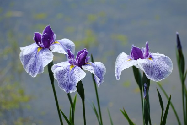 富士フイルム フジノンレンズ XF70-300mmF4-5.6 R LM OIS WR 価格比較