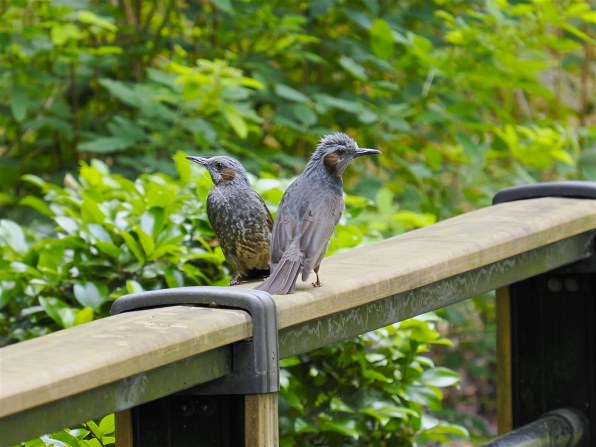 パナソニック LUMIX G X VARIO PZ 45-175mm/F4.0-5.6 ASPH./ POWER