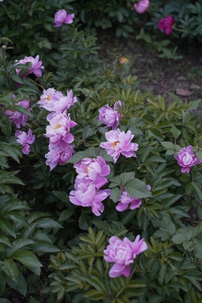 SONY Sonnar T* FE 55mm F1.8 ZA SEL55F18Zで撮影された写真 - 価格.com