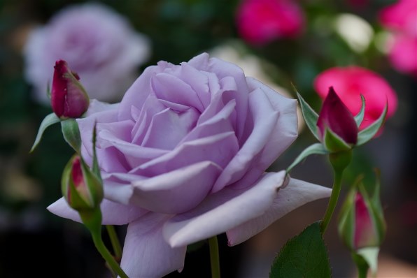SONY FE 70-200mm F4 Macro G OSS II SEL70200G2で撮影された写真