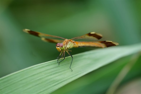 SONY FE 70-200mm F4 Macro G OSS II SEL70200G2で撮影された写真