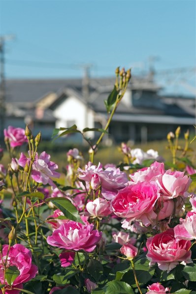 オリンパス OLYMPUS PEN Lite E-PL7 EZダブルズームキットで撮影された
