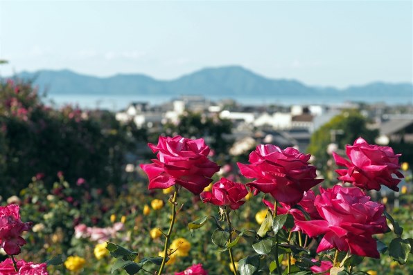 オリンパス OLYMPUS PEN Lite E-PL7 ボディ [ブラック]で撮影された