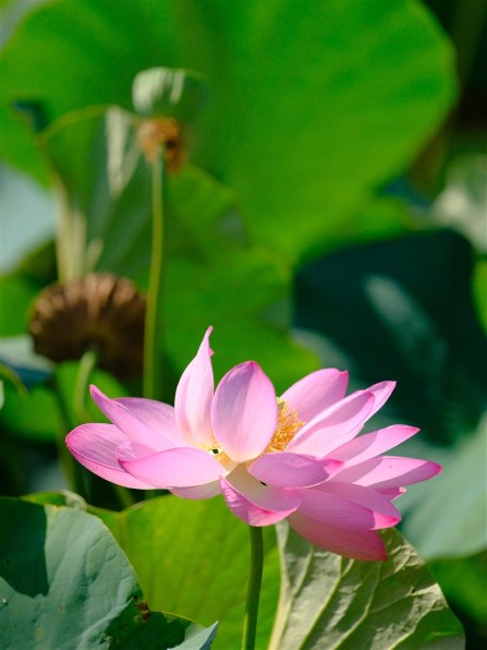 富士フイルム フジノンレンズ XF200mmF2 R LM OIS WRで撮影された写真