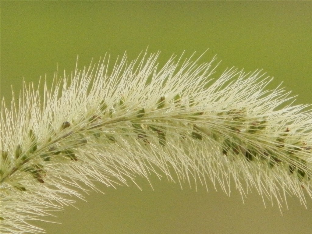 作動確認☆手持ちでブレずに超望遠2100mm』 オリンパス OLYMPUS SP 作動確認☆手持ちでブレずに超望遠2100mm』 オリンパス OLYMPUS SP