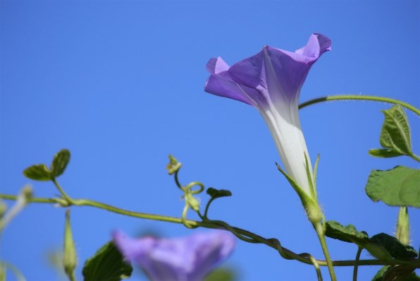 15541 スマホで撮れない写真を Canon EOS Kiss デジタル 一眼 CANON EOS Kiss デジタル X レンズキットで撮影された写真 - 価格.com