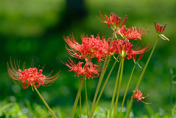 富士フイルム フジノンレンズ XF200mmF2 R LM OIS WRで撮影された写真