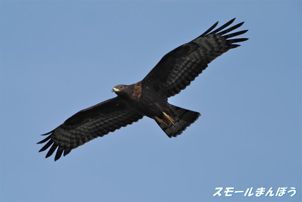 デジタル一眼カメラ すべてのクチコミ - 価格.com