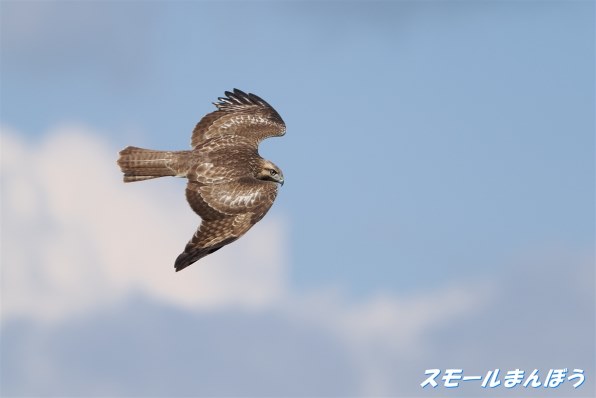 レンズ(ズーム) OLYMPUS M.ZUIKO 12-50mm F3.5-6.3 EZ デジタル一眼カメラ すべてのクチコミ - 価格.com