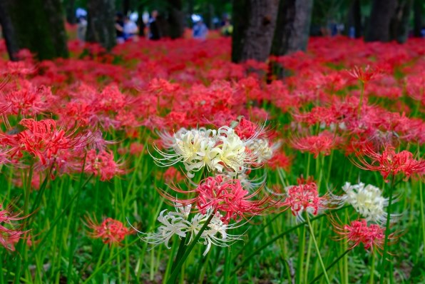 ショット数806枚 FUJIFILM X100VI 日英二言語モデル #3087 富士フイルム FUJIFILM X100VI 日英2言語設定モデル [ブラック]投稿